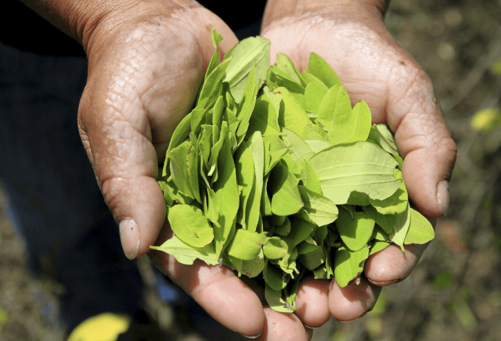 Coca leaves on farmers hand